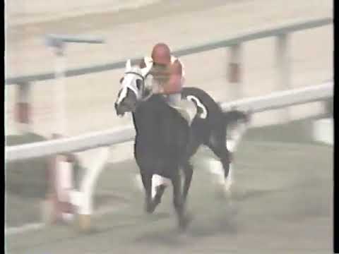 1981 宝塚記念 カツアール