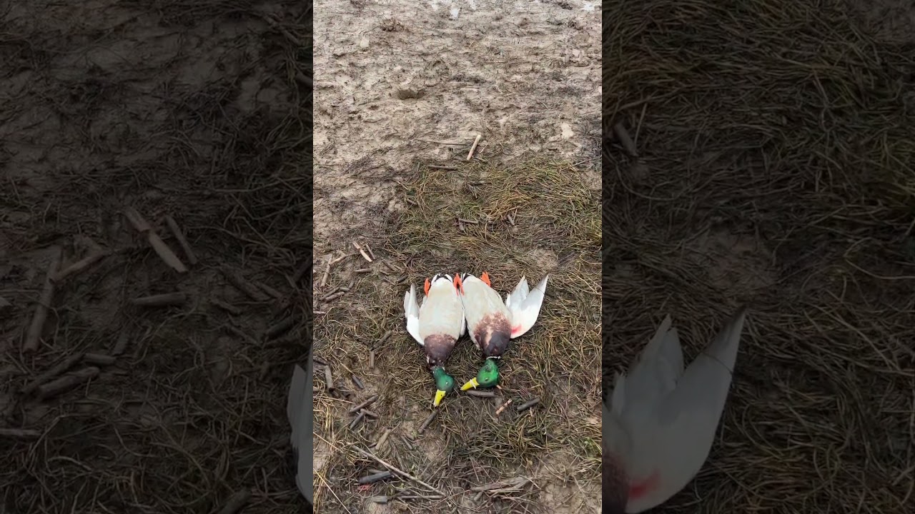 🦆 down!!