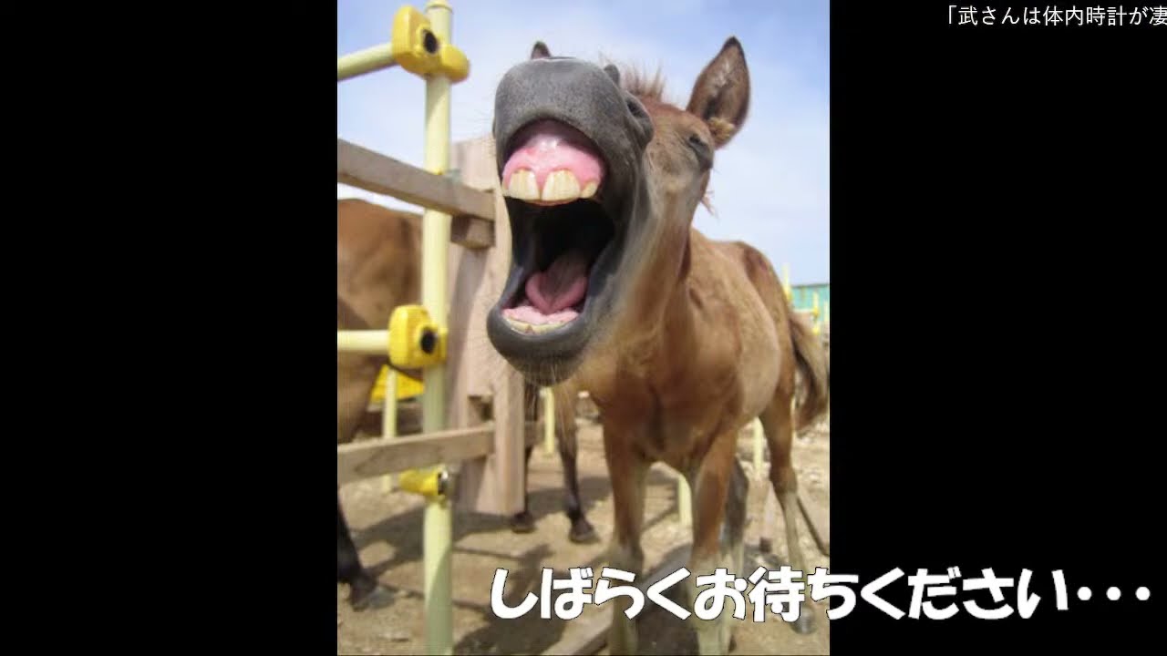 【ダービー馬主】元無職の地方競馬【そして伝説へ】