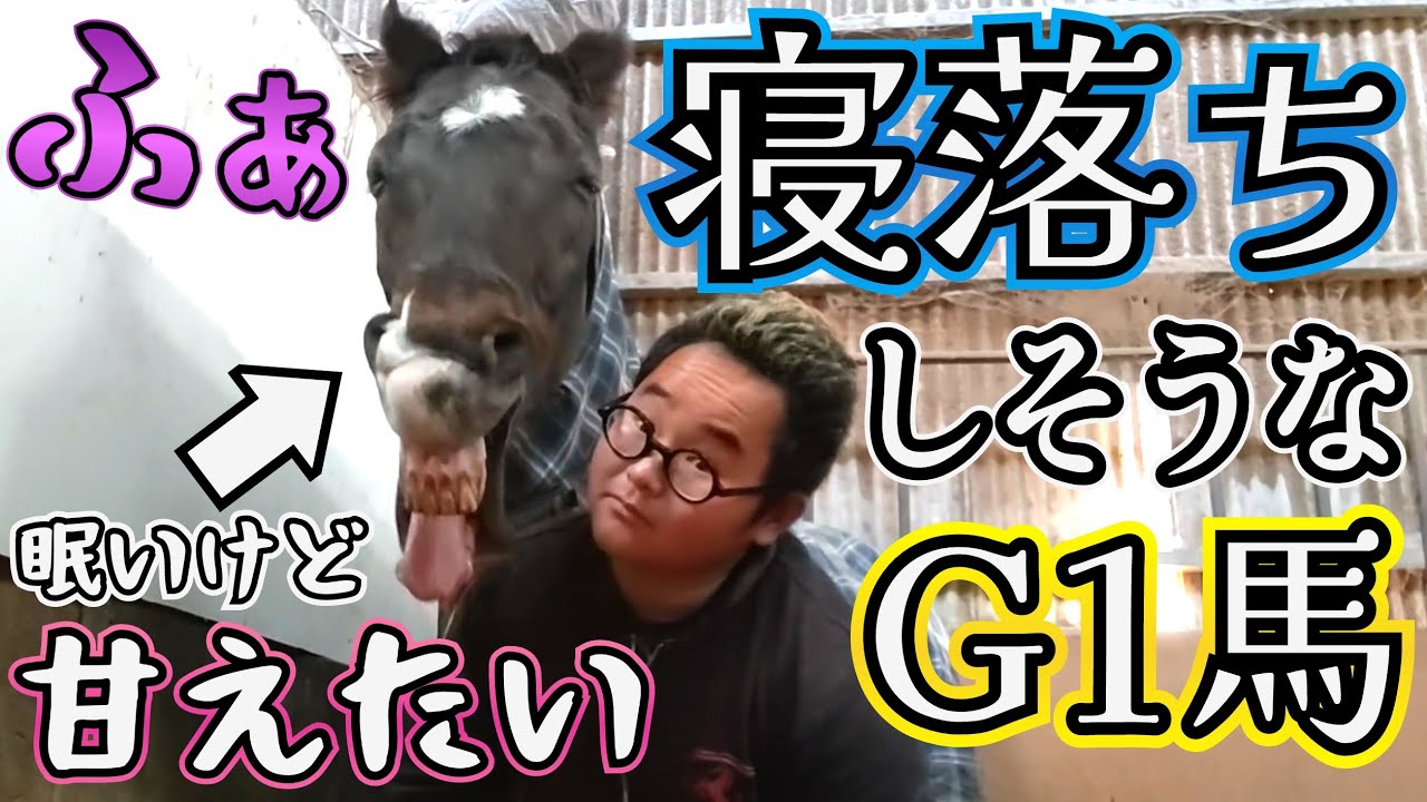 眠いけど人に甘えたいG1馬が可愛すぎた…。大あくびをするツルマルボーイ様。眠いのかな？と思い外に出ようとしたら『行くなよ…』と甘えてくる姿が悶絶級の可愛さでした。【ツルマルボーイ様のシモベ】