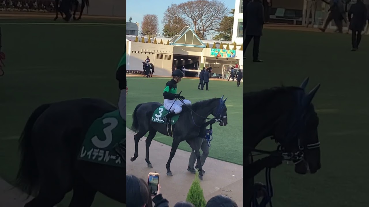 レイデラルース君と名前を言ってはいけない騎手 #京成杯 #こしゃまる b競馬 #競馬予想