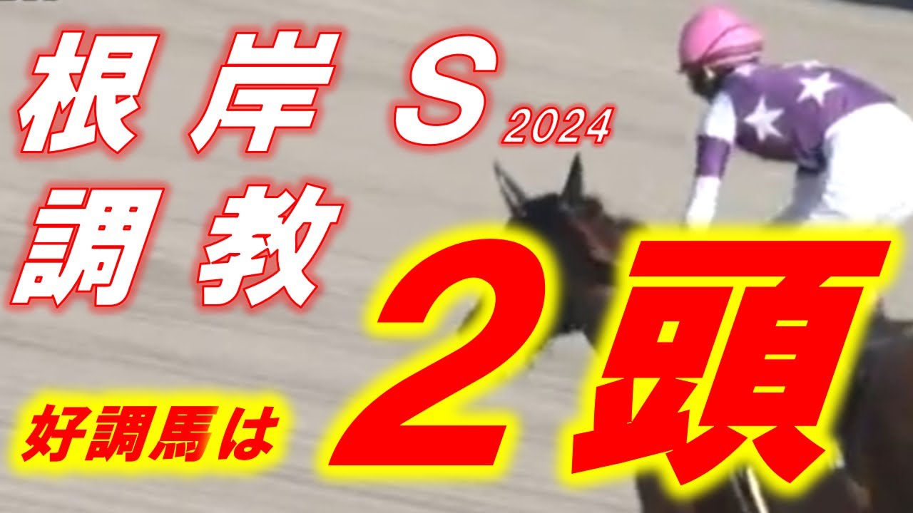 根岸ステークス2024　追い切り診断‼　有力馬1頭、穴馬1頭が良く見える　元馬術選手のコラム by アラシ
