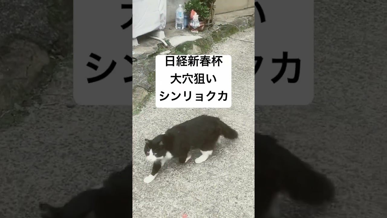 京成杯2024ここを勝って皐月賞を予約する馬とは？日経新春杯2024大穴狙い！この斤量だとだらしない競馬はもうできない！