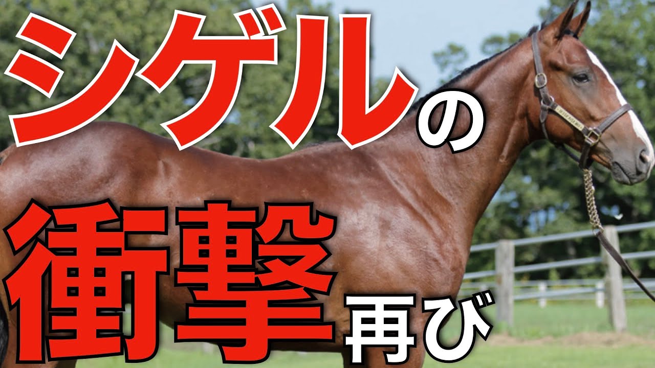【億超えの期待】シゲル冠重賞馬がまたも繁殖セールへ！新たな歴史を作るか。