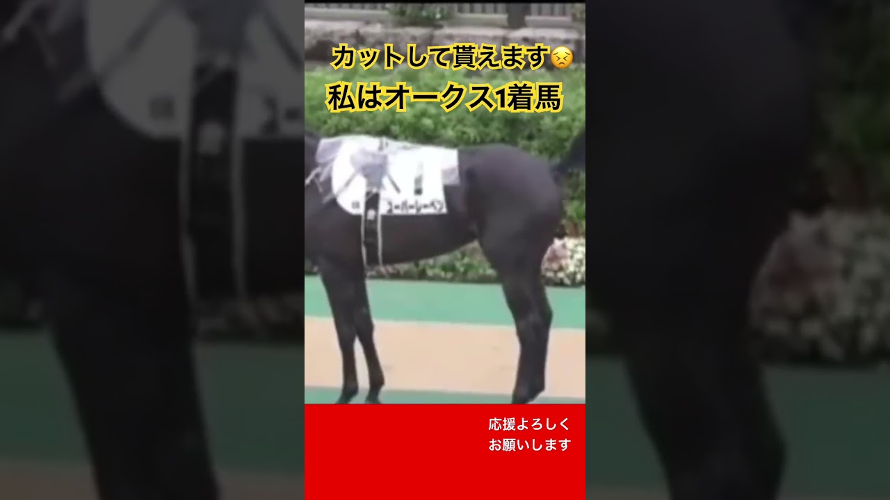 こう見えて私はオークス1着なのよ🐴  #shorts  #競馬  #馬  #面白い  #可愛い  #癒し  #horse  #mare racing horse