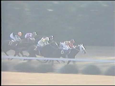 1982 菊花賞 ホリスキー（ハギノカムイオー8戦目）