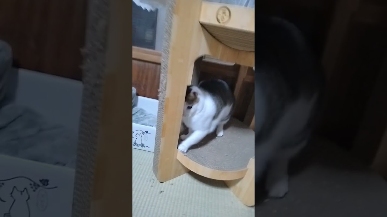 フェブラリーSをめざすにゃ！