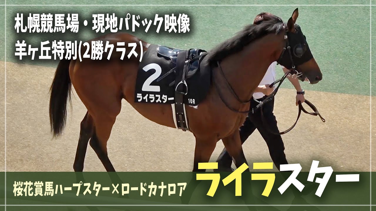 【ライラスター / ロードカナロア産駒】母はG1桜花賞馬ハープスター 琴座の星のように輝いて パドックの様子(羊ケ丘特別2023.8.12)