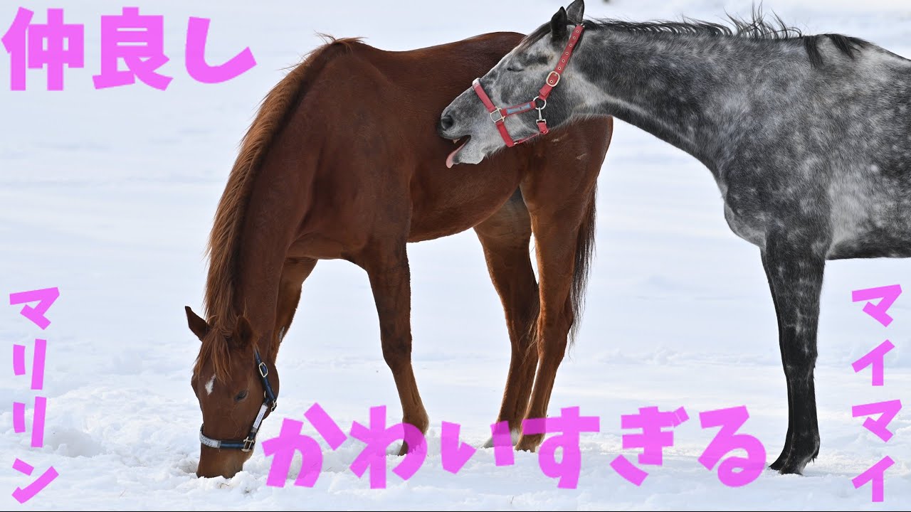 【競馬の反応集】激かわ！仲良しすぎるウインマイティーとウインマリリンのマリマイコンビ☆