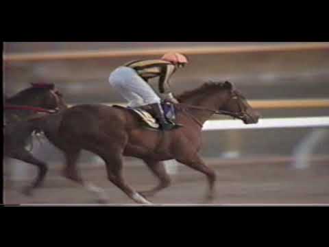 1983 ジャパンカップ スタネーラ（ハギノカムイオー13戦目）