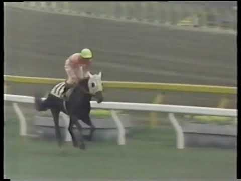 1978 日本ダービー サクラショウリ