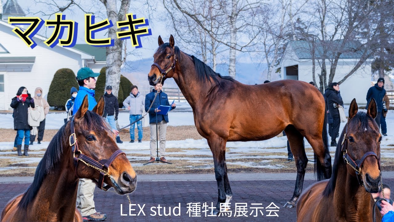 【マカヒキ】第83回日本ダービー優勝馬 LEX stud種牡馬展示会の映像を公開！