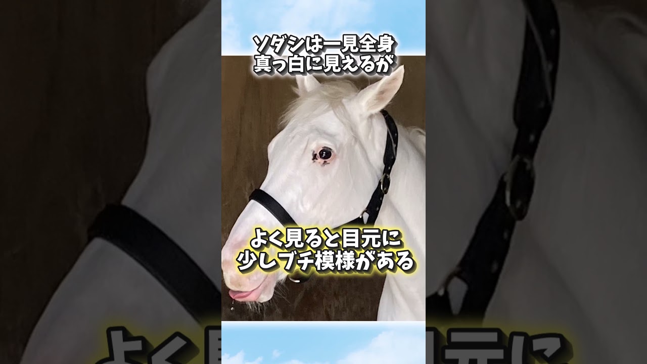 白毛の女王！ソダシに関する雑学！#shorts #競馬  #ウマ娘 #ソダシ