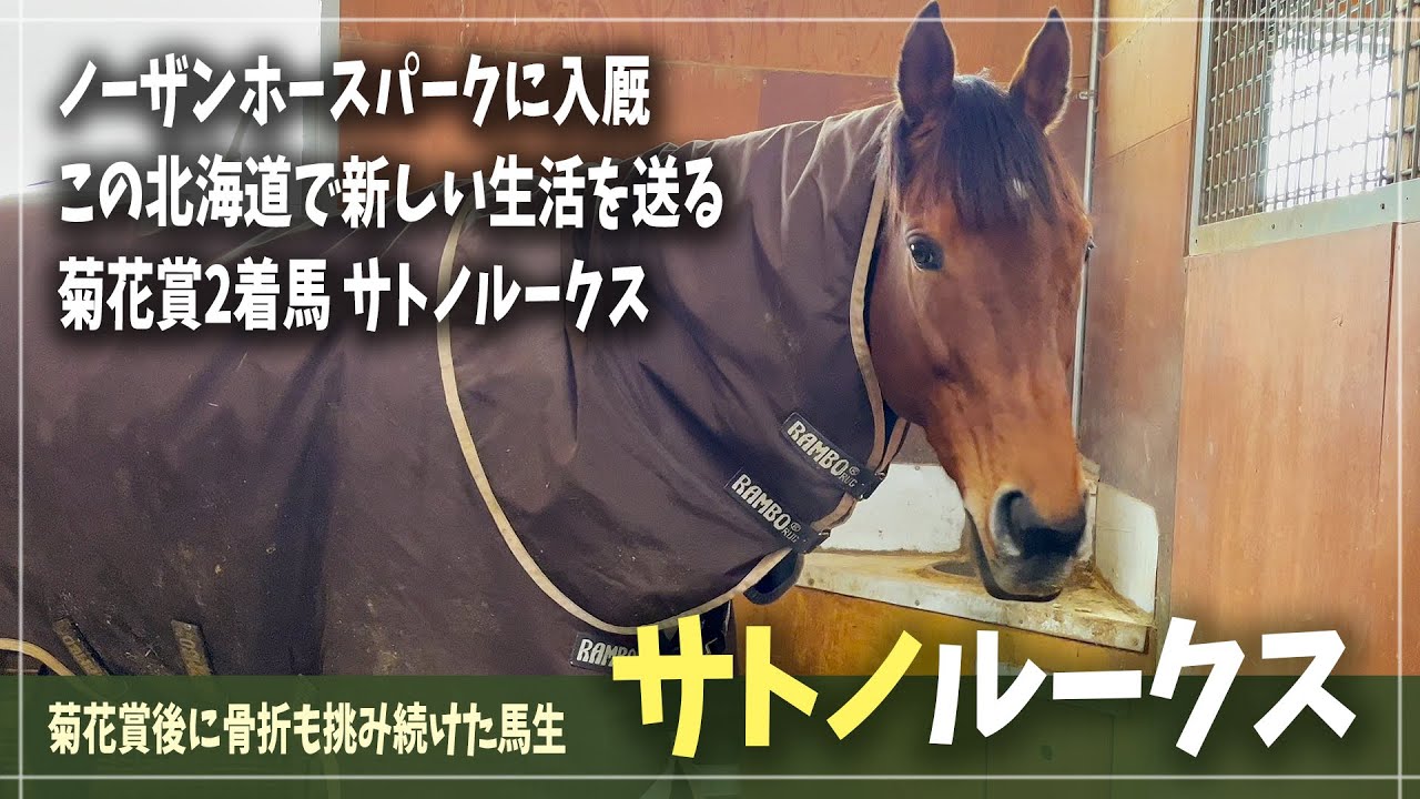【サトノルークス】ホースパークに新しい仲間がやってきた！ G1菊花賞2着馬