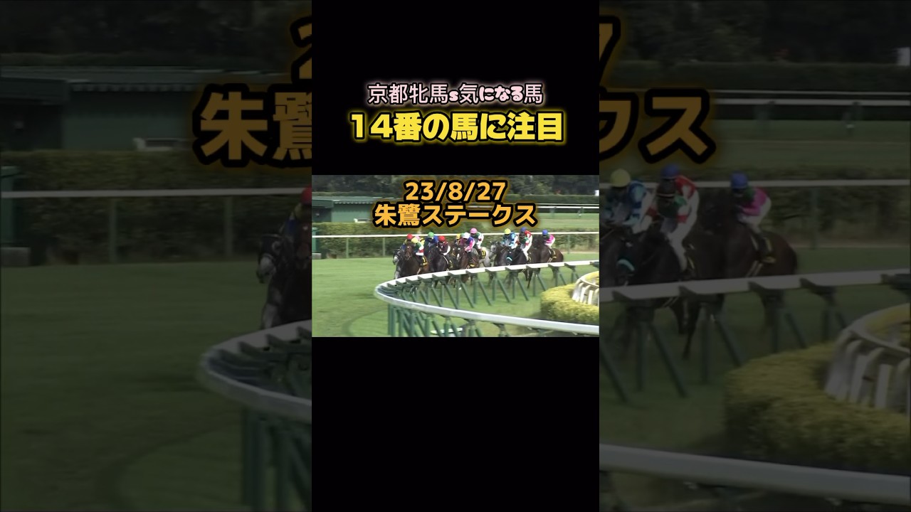 京都牝馬sで気になる馬を見つけました！#競馬 #競馬予想 #京都牝馬ステークス