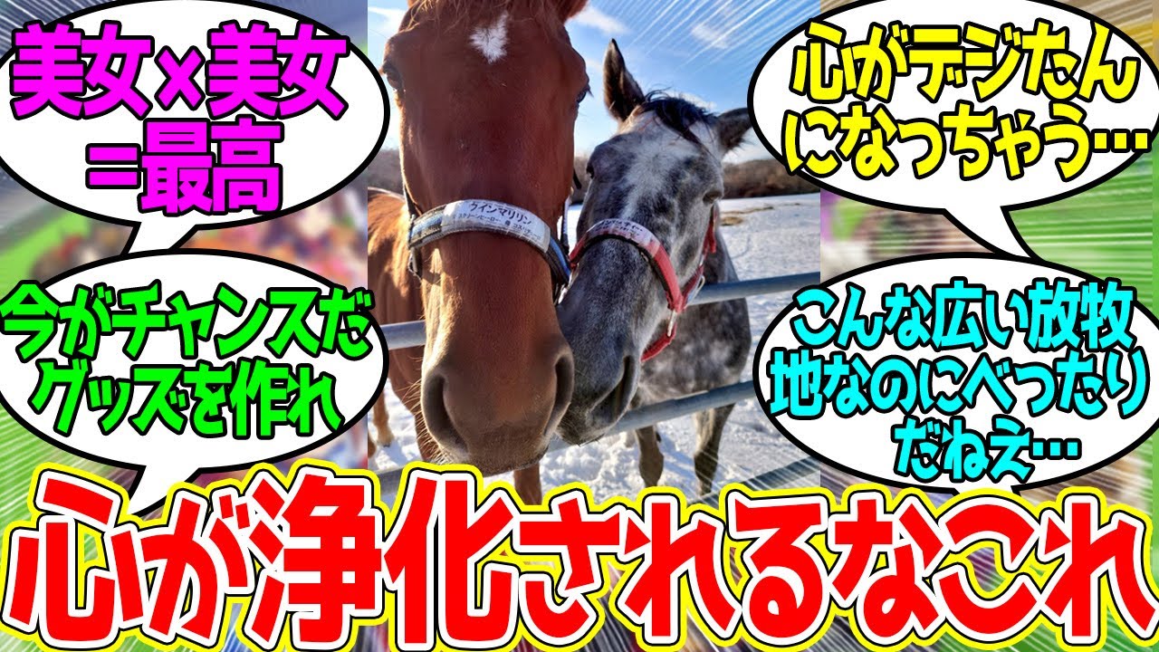 マリリンとマイマイ ← お互いスリスリしててちょっと尊○しそう…に対するみんなの反応！【競馬 の反応集】