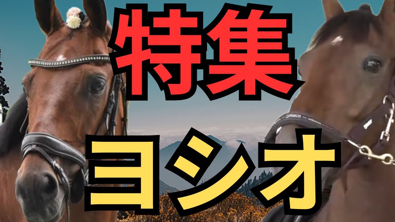 【貴重】ヨシオ馬の気持ちからプライベート迄最後は泣けてくる #ヨシオ #競馬 #馬 #引退馬 #馬の気持ち #誘導馬 #馬術 #パイセン #可愛い #癒し #特集 #推し活 #推し #ウマ女