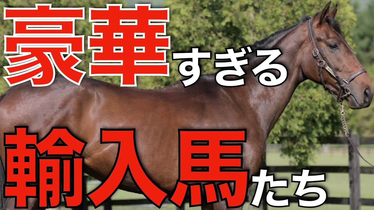 世界的良血馬たちが続々と来日！今からデビューが楽しみ。