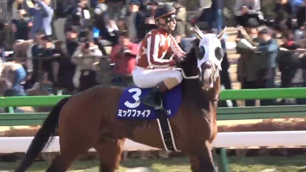 【ミックファイア号（矢野貴之騎手）・JRA初出走】フェブラリーステークスの装鞍所（ルーティン？の激しい首の動き）&本馬場入場　※レースシーンはありません　2024年2月18日（日）東京競馬場
