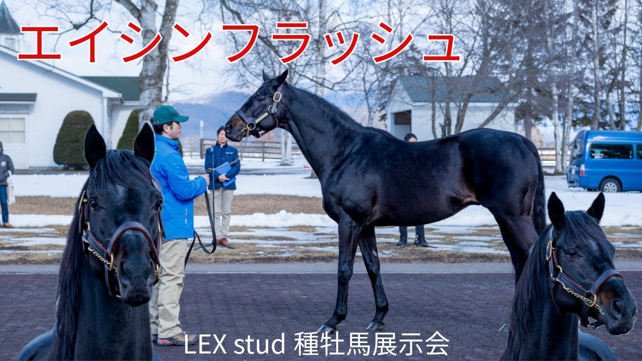 【エイシンフラッシュ】第77回日本ダービー優勝馬 漆黒の馬体 LEX stud種牡馬展示会の映像を公開！