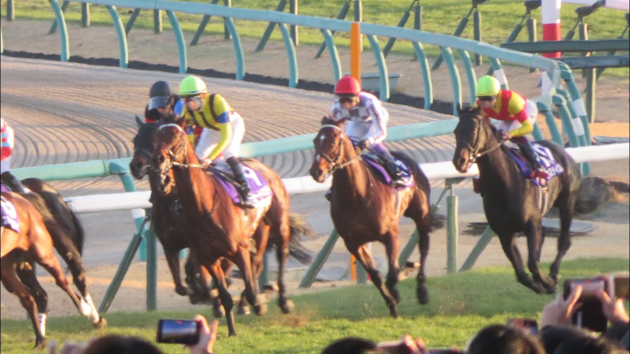 天皇賞・秋当日の一日からジャパンカップ、有馬記念までのわい。　#天皇賞秋 #ジャパンカップ #有馬記念 #イクイノックス #ドウデュース #猫ミーム
