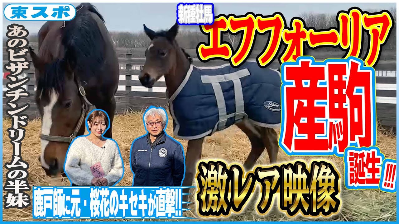 【激レア映像】エフフォーリア産駒誕生！鹿戸師「ひいき目で見ちゃう」《東スポ競馬》