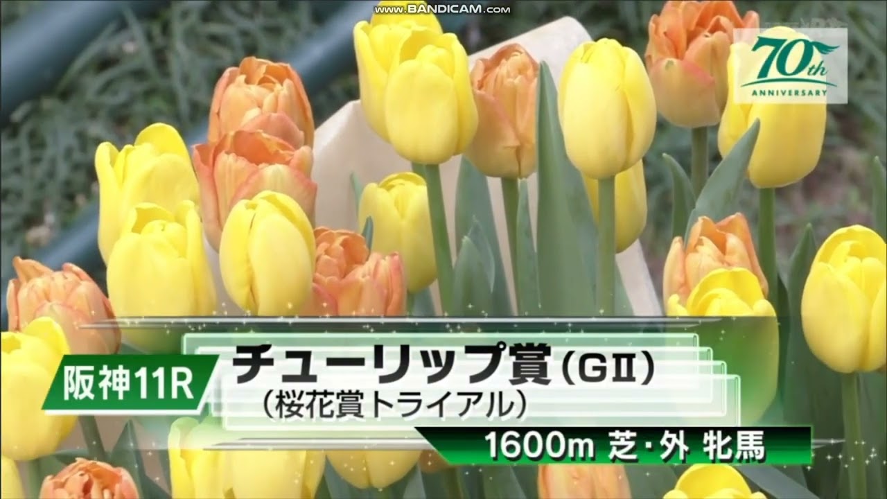 2024年 チューリップ賞（GⅡ）ファンファーレ