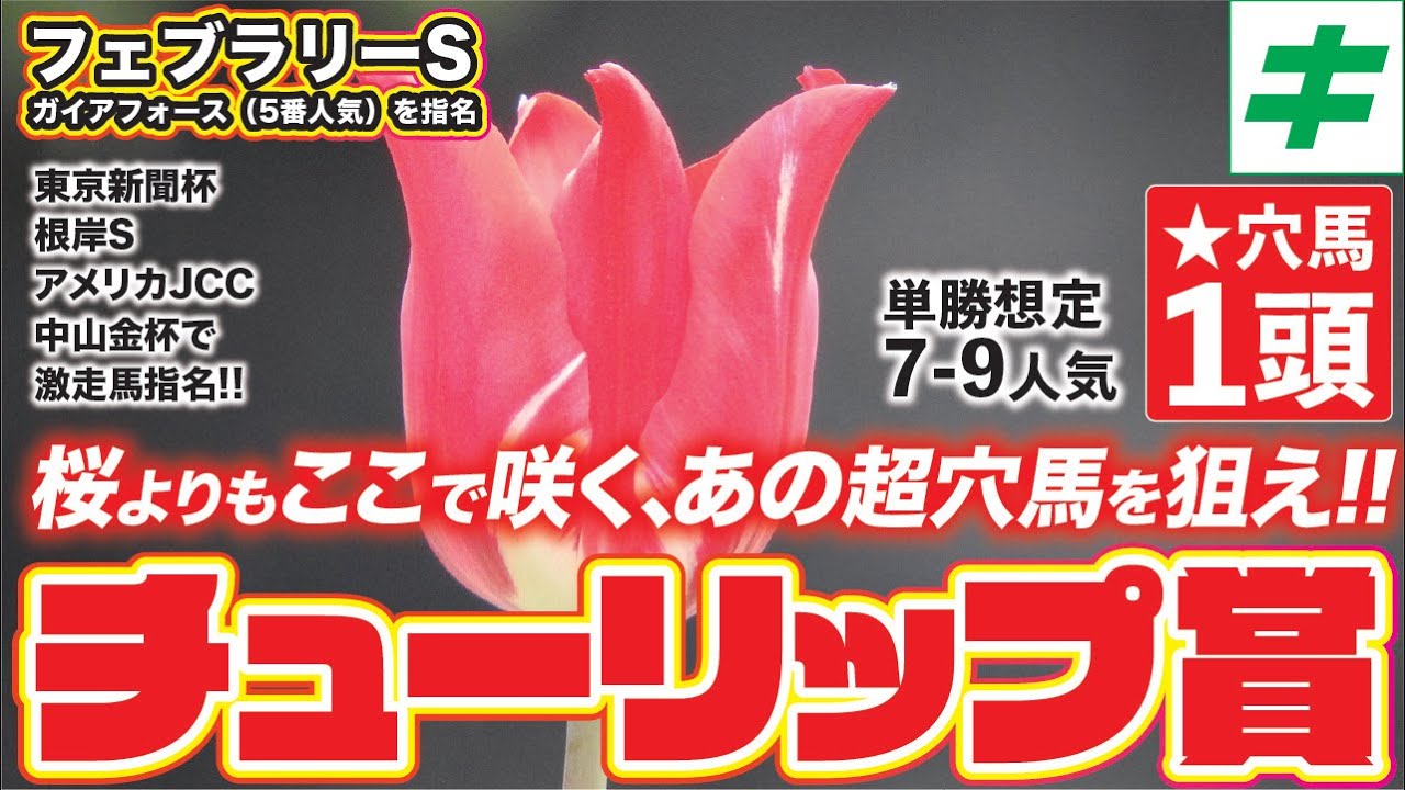チューリップ賞 2024 【穴馬】阪神ＪＦ組が不在で大混戦！桜よりもここで咲く「あの穴馬」を狙って勝負だ！