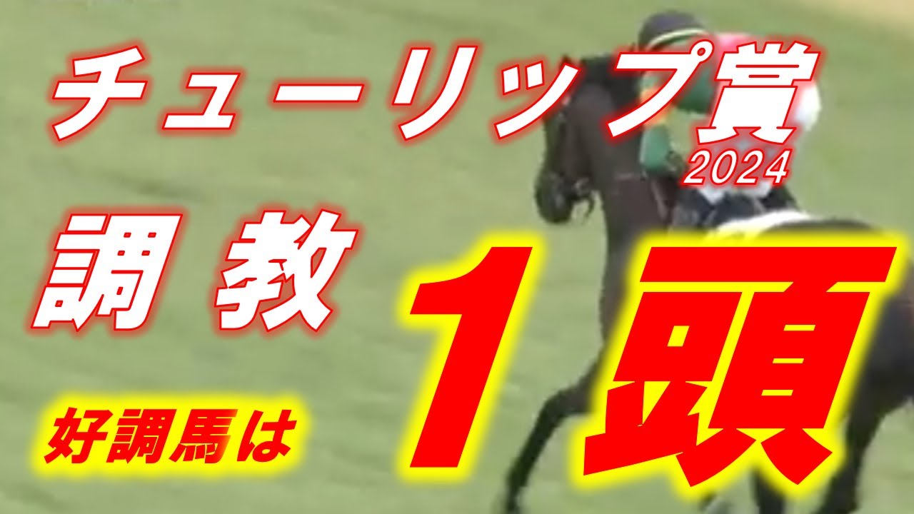 チューリップ賞2024　追い切り診断‼　100点馬が出現！　GⅠ級が潜んでいる！！　元馬術選手のコラム by アラシ
