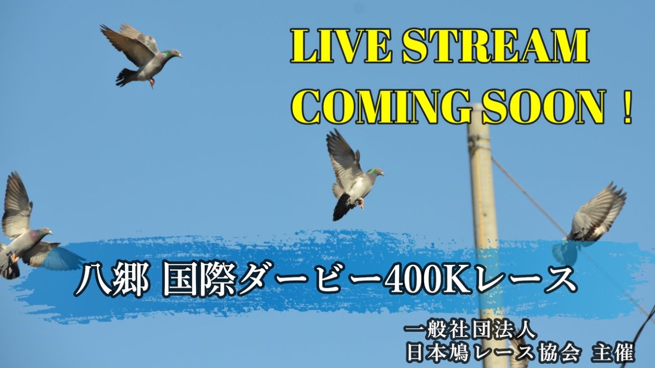 2024年度 八郷国際委託鳩舎レース「国際ダービー400K」ライブ配信！(アーカイブ）