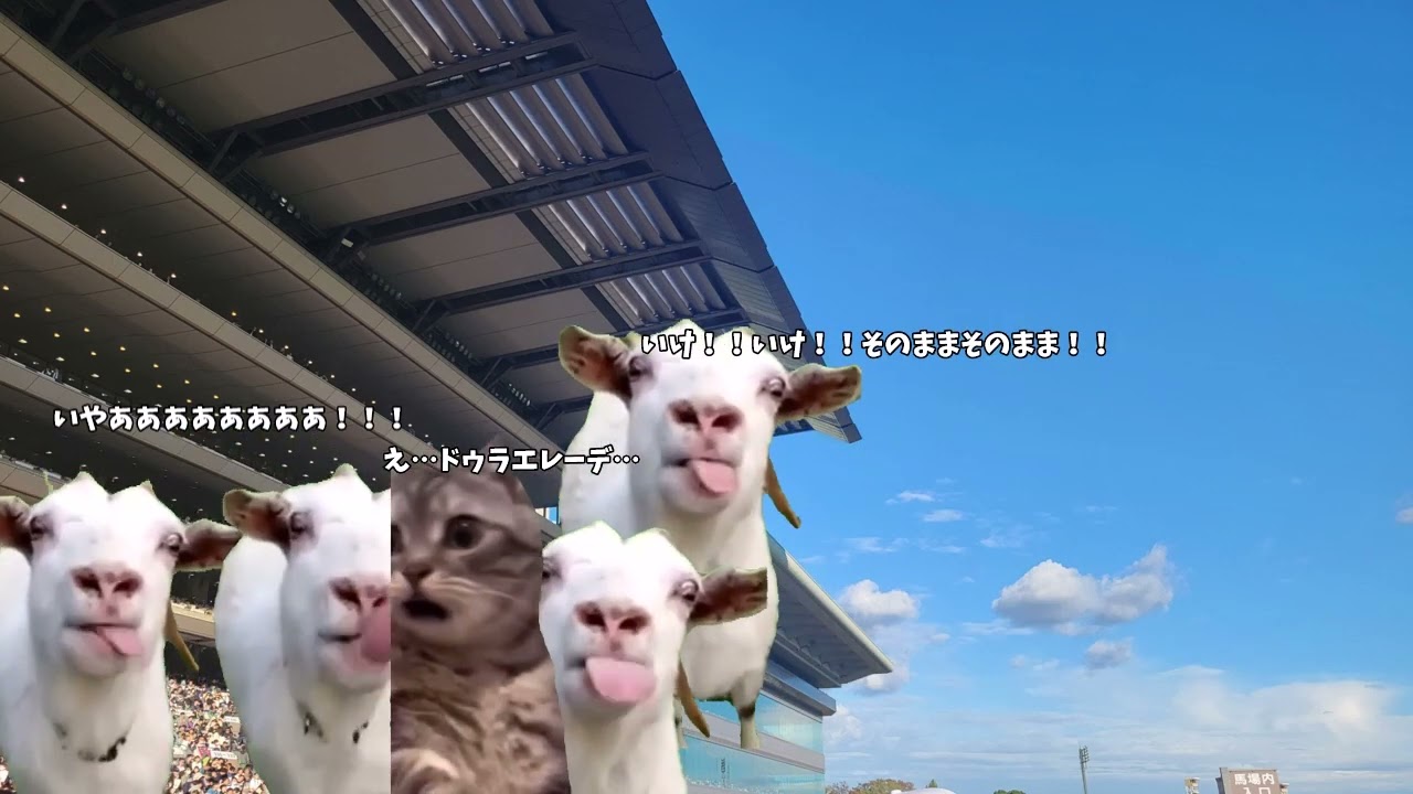 【猫ミーム】フェブラリーステークスで漢になろうとした男の末路