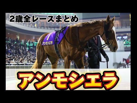 アンモシエラ　２歳全レースまとめ
