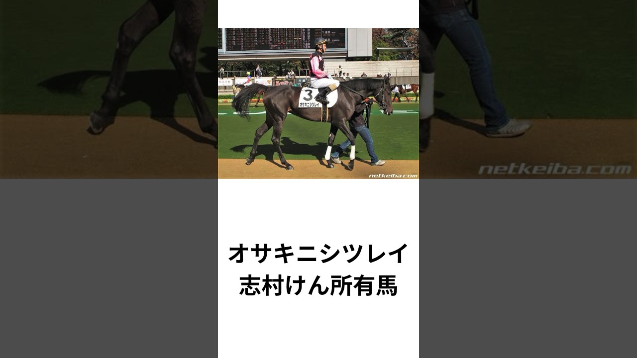 クスッと笑っちゃう珍名馬13選 #競馬 #雑学 #志村けん