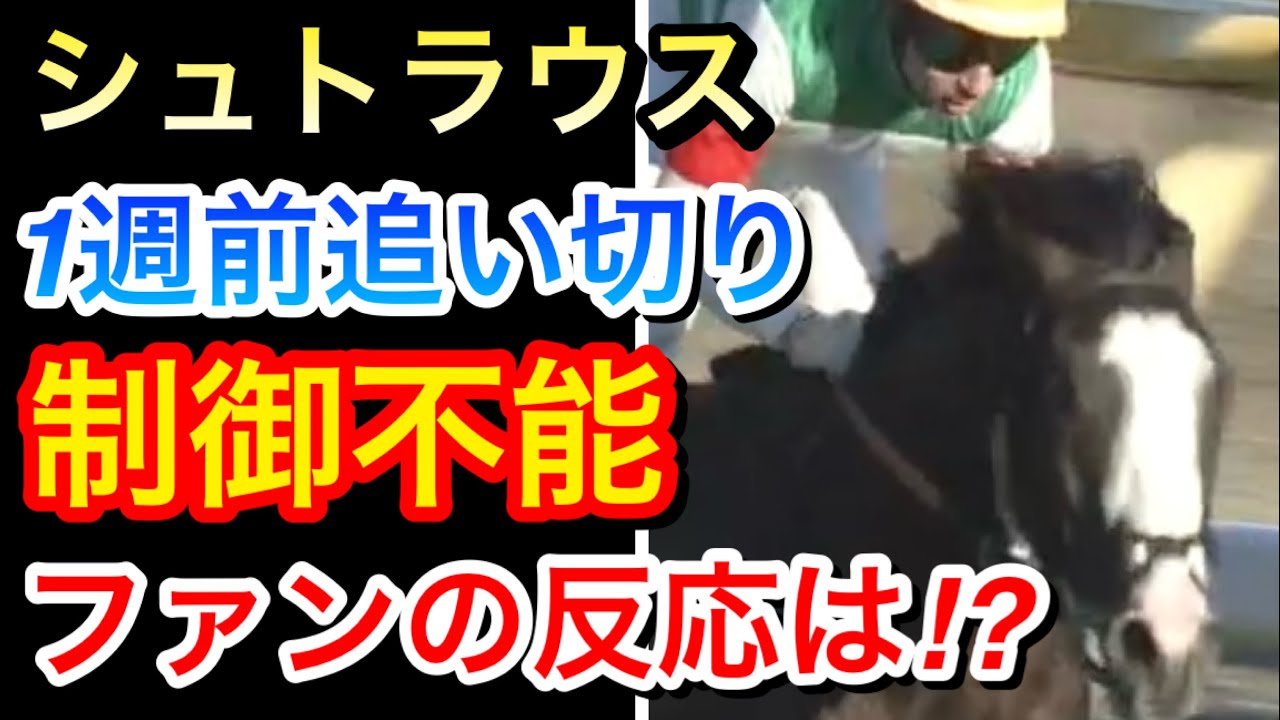 【競馬の反応集】シュトラウスのファルコンステークスの１週前追い切りがヤバすぎる…ファンは何を思う！？