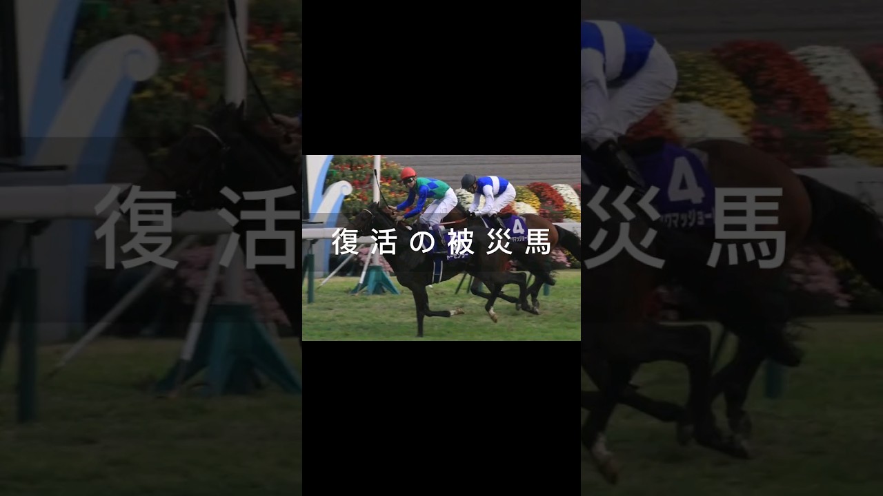 淀の芝なら距離不問、東日本大震災を経験したトーセンラー #shorts #競馬
