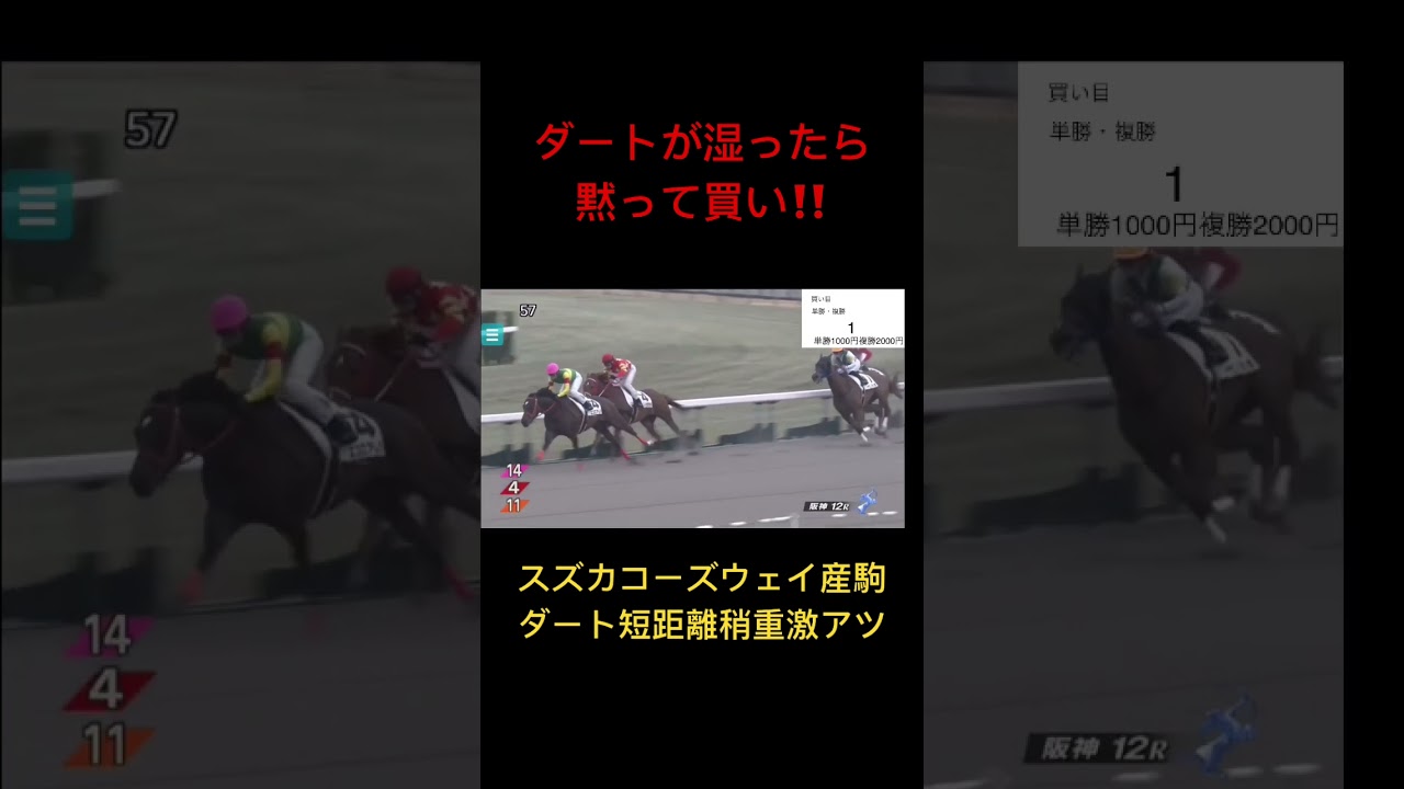 ダート短距離稍重で激アツ‼️スズカコーズウェイ産駒は黙って買い‼️ #競馬 #血統 #ウマ娘 #高松宮記念