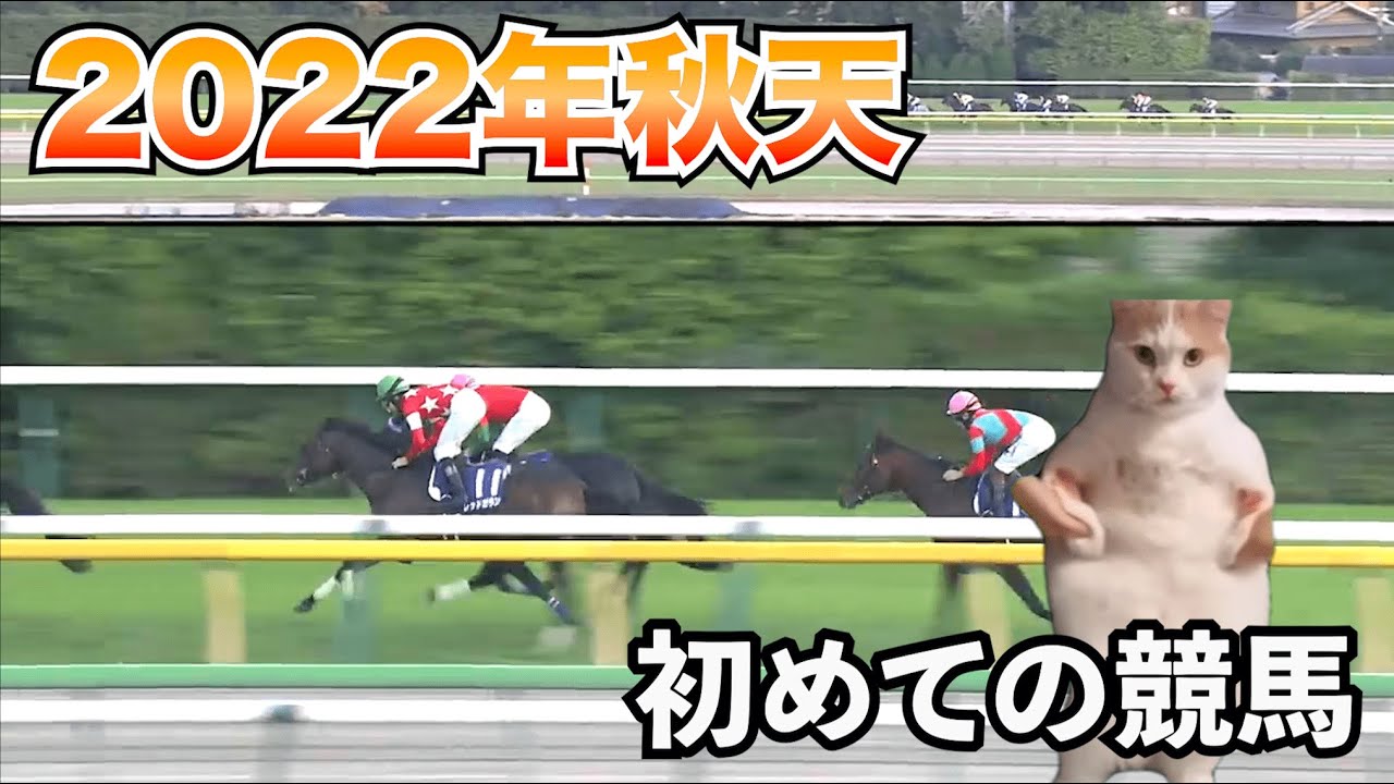 【2022天皇賞・秋】初競馬が歴史的名レースすぎて無事沼入り【猫ミーム】