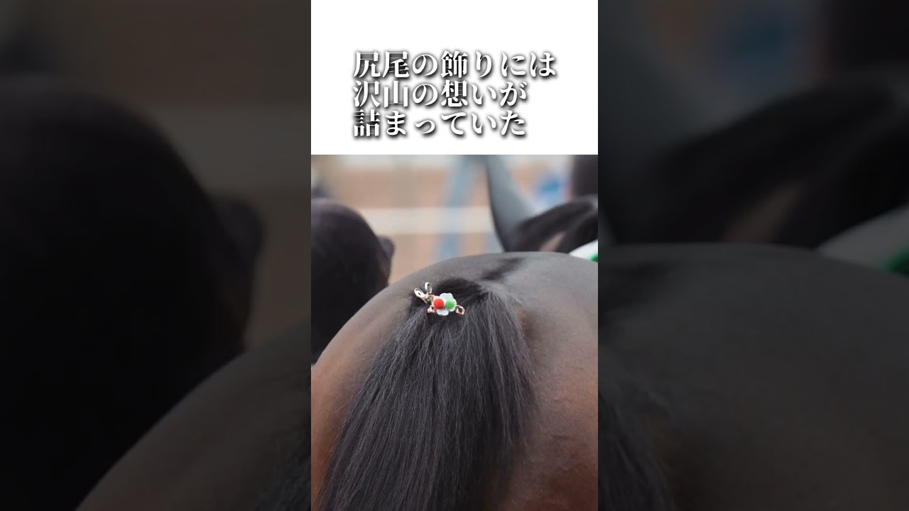 ビターエンダー 〜 たとえ離れても　#競馬 #マイショウチャン #相沢厩舎