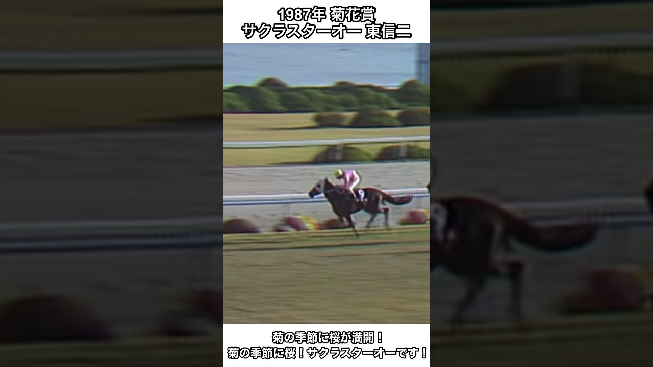 【競馬】菊の季節に桜が満開！菊の季節に桜！サクラスターオーです！#菊花賞 #競馬 #shorts