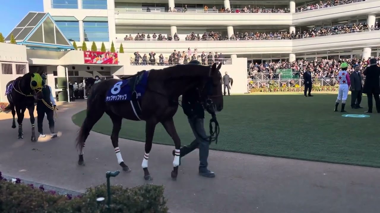 2023中山大障害　全頭パドック　#競馬 #中山大障害 #中山競馬場 #JRA