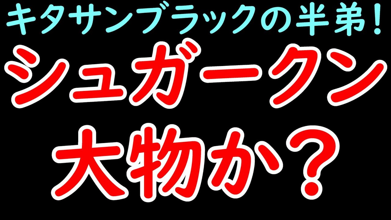 キタサンブラックの半弟シュガークンは大物か！？大寒桜賞を逃げ切りいざダートトライアルへ！【シュガークン】