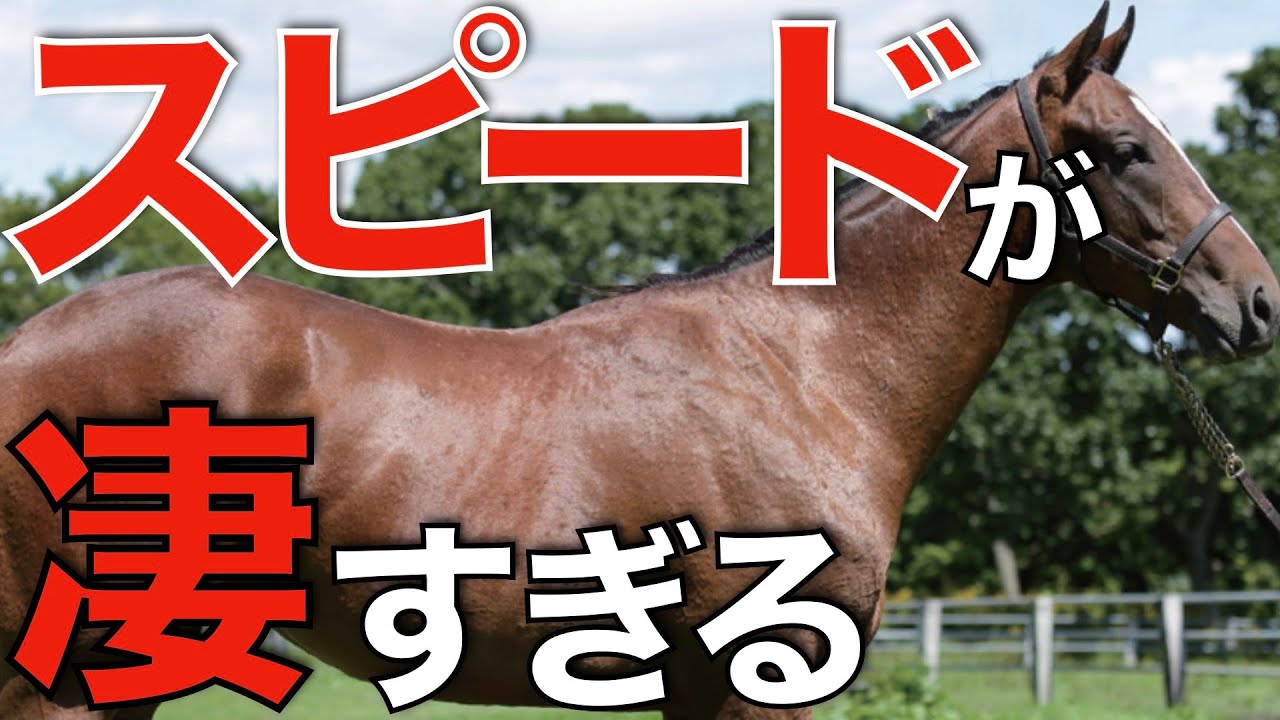 この血統は種牡馬価値もかなり高そう！高松宮記念を血統回顧。