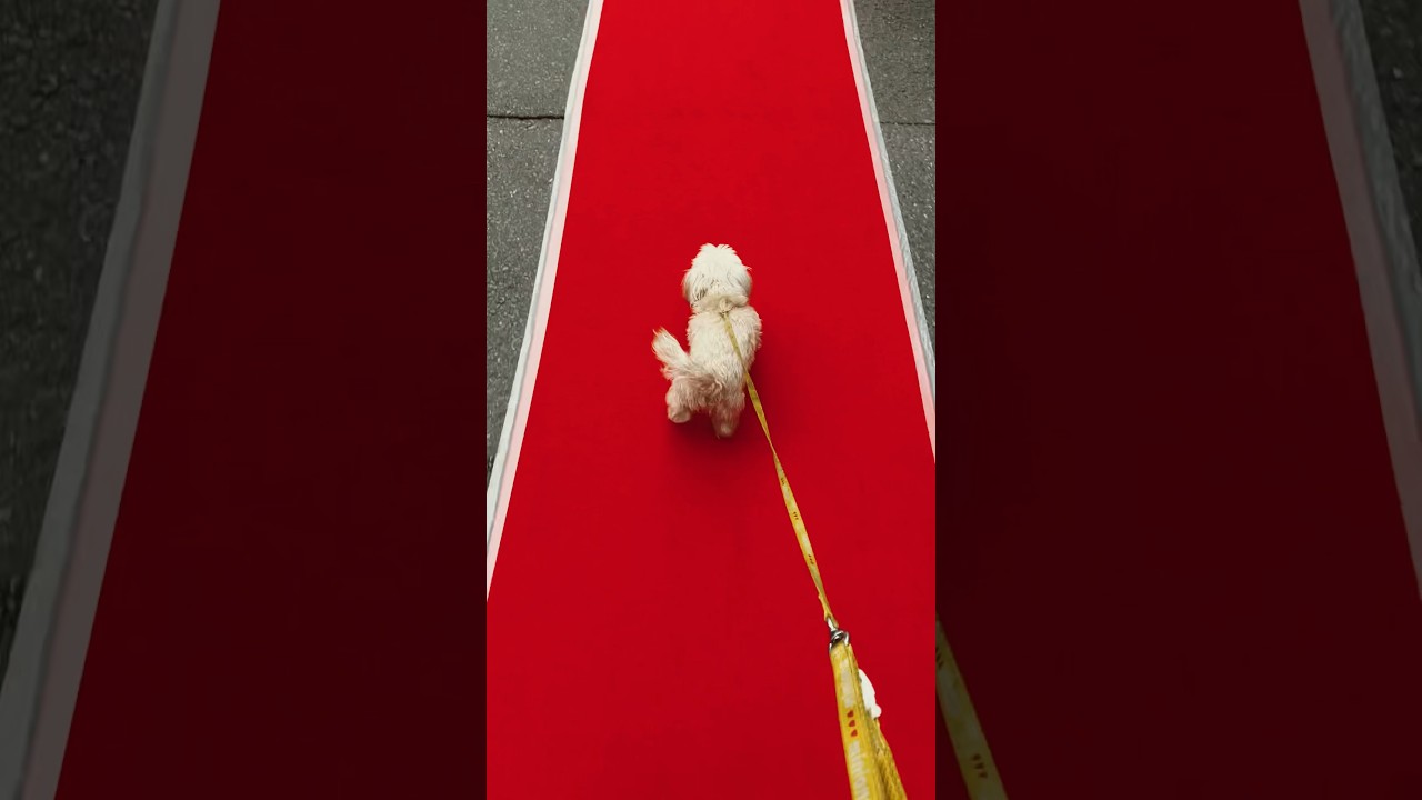 散歩に競馬の実況をつけてみた！　 #競馬 #皐月賞 #ゴールドシップ #dog #マルプー #cute #もふもふあずきちゃん