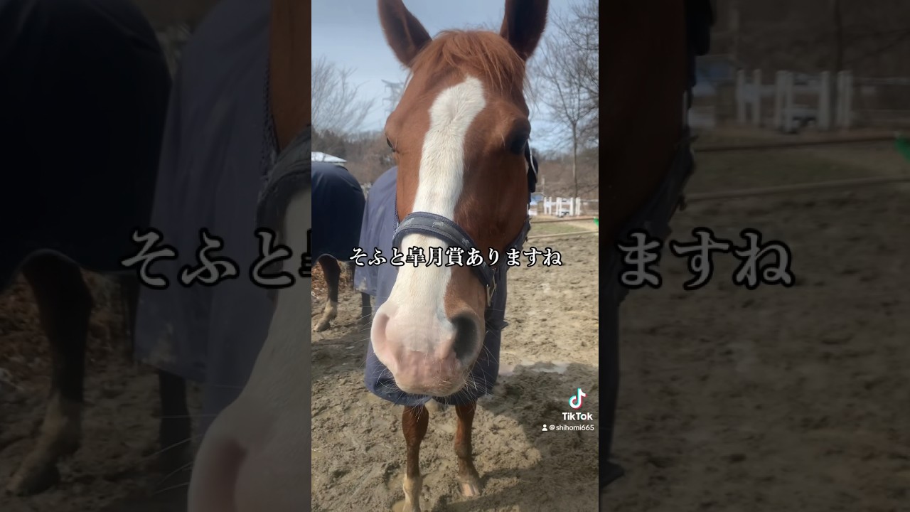 ボクの仲間がもうすぐ皐月賞馬へ🐴 #そふと皐月賞  #サチモ #坊っちゃん #ゼンライディングクラブ