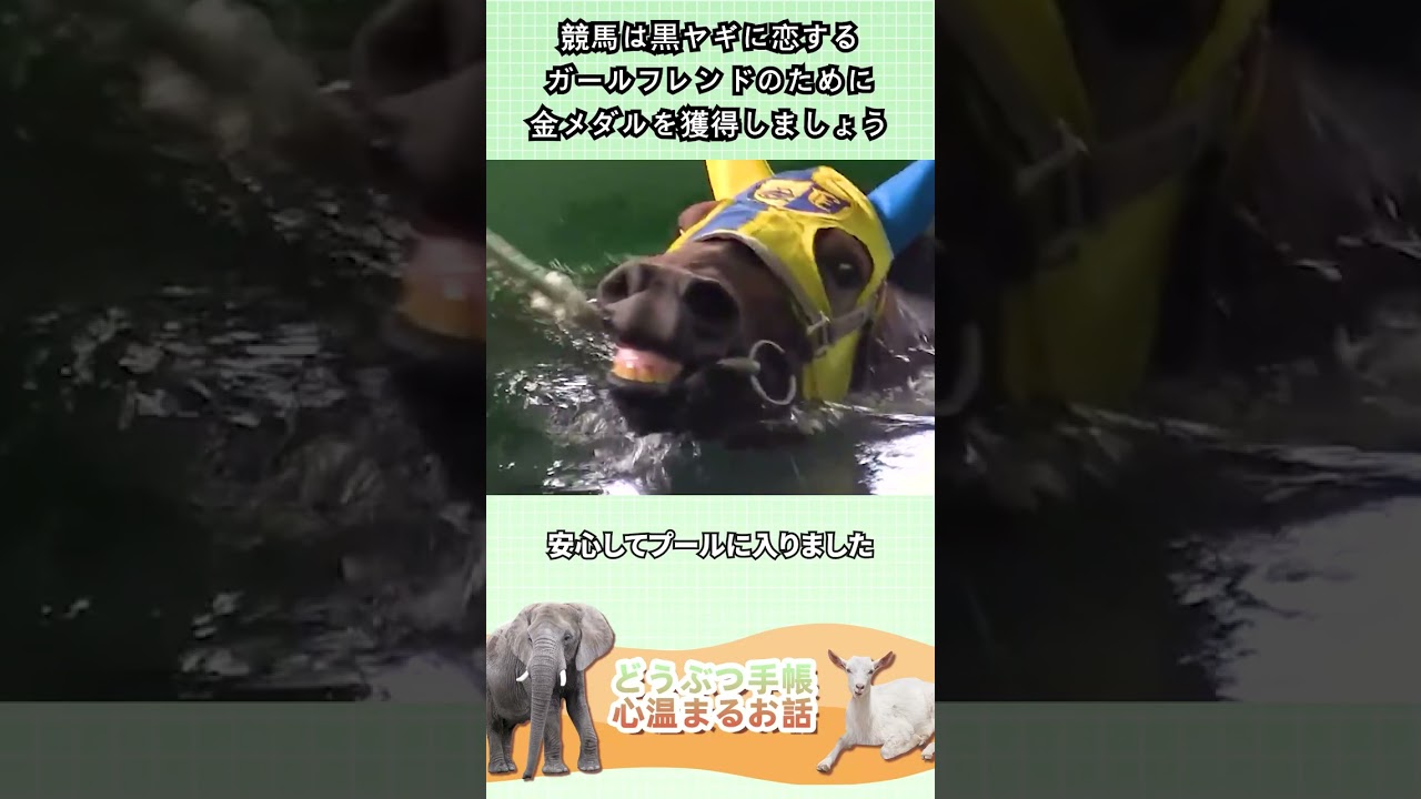 競馬は黒ヤギに恋する  ガールフレンドのために金メダルを獲得しましょう