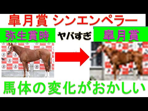 2024年 皐月賞 シンエンペラーの馬体がヤバすぎる