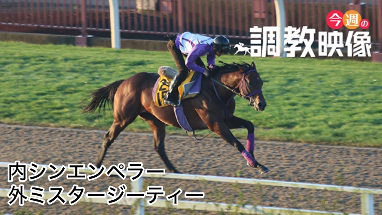 【F馬調教】シンエンペラー 皐月賞 1週間前追い切り(併せ外ミスタージーティー