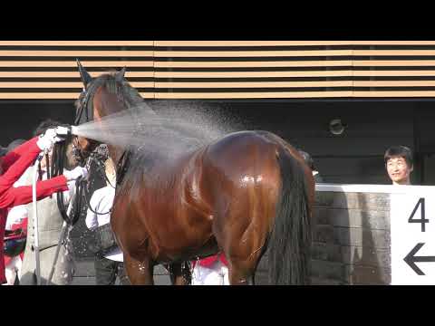 熱戦の皐月賞直後、勝利のシャワーを浴びてご満悦のジャスティンミラノ（現地）
