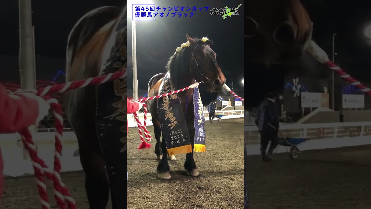 オープン馬の圧倒的存在感！チャンピオンカップ優勝 アオノブラック