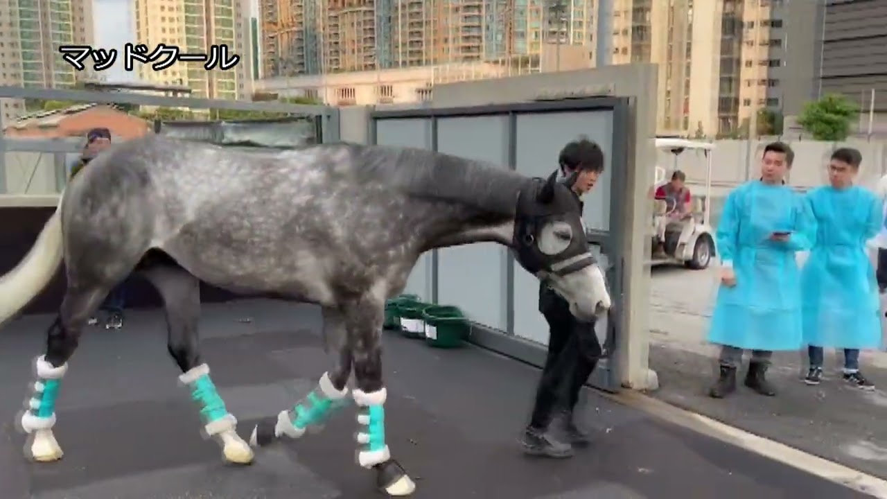 【2024香港チャンピオンズデー】プログノーシスなど日本馬4頭が香港に到着｜JRA公式